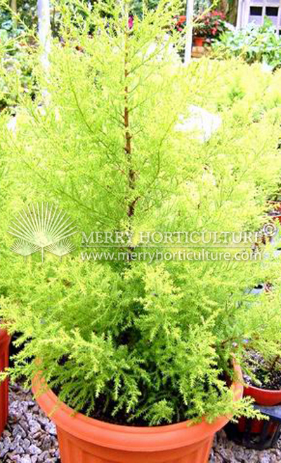 Callistemon gold